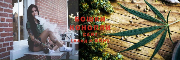 индика Белокуриха