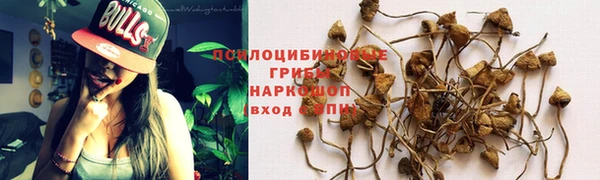 индика Белокуриха